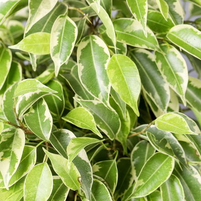 Birkenfeige 'Kinky', Topf-Ø 12 cm, Höhe ca. 25 cm, 3 Pflanzen