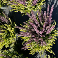 Calluna 'Colour Crown', zweifarbig, Topf-Ø 13 cm, 3 Pflanzen