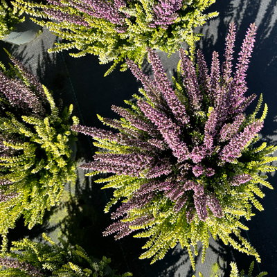 Calluna 'Colour Crown', zweifarbig, Topf-Ø 13 cm, 3 Pflanzen Calluna 'Colour Crown', zweifarbig, Topf-Ø 13 cm, 3 Pflanzen