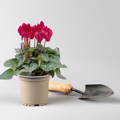 Alpenveilchen 'Outland', Farben zufällig, Topf-Ø 10,5/11 cm, 6 Pflanzen