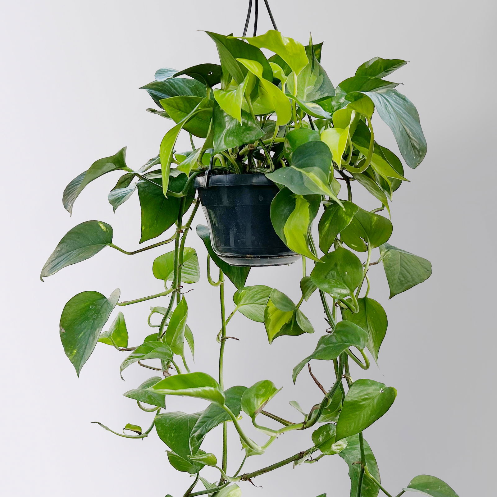 Grünpflanzen-Set Buntes-Trio, Hängeampel-Ø 15 cm, 3 Pflanzen