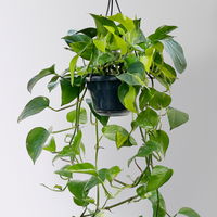 Grünpflanzen-Set Buntes-Trio, Hängeampel-Ø 15 cm, 3 Pflanzen