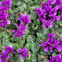 Alpenveilchen 'Exclusive® Dragon Blue', lila, Topf-Ø 10,5 cm, 3 Pflanzen Alpenveilchen 'Exclusive® Dragon Blue', lila, Topf-Ø 10,5 cm, 3 Pflanzen