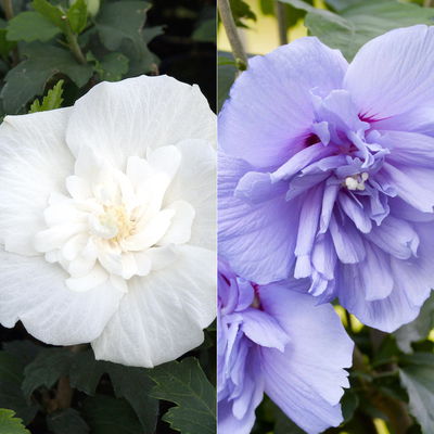 Duo-Gartenhibiskus 'Blue Chiffon®' und 'White Chiffon®', blau + weiß, 5 lt. Topf Duo-Gartenhibiskus 'Blue Chiffon®' und 'White Chiffon®', blau + weiß, 5 lt. Topf