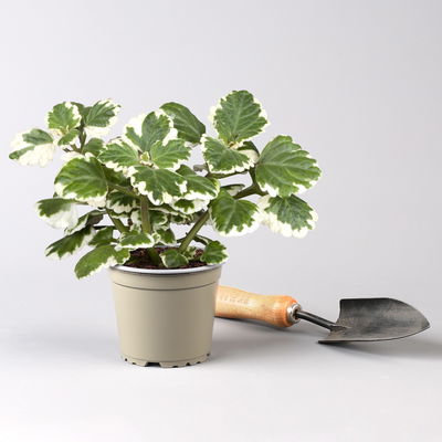 Plectranthus 'Variegata', grün-weiß, Topf -Ø 12 cm, 6 Pflanzen