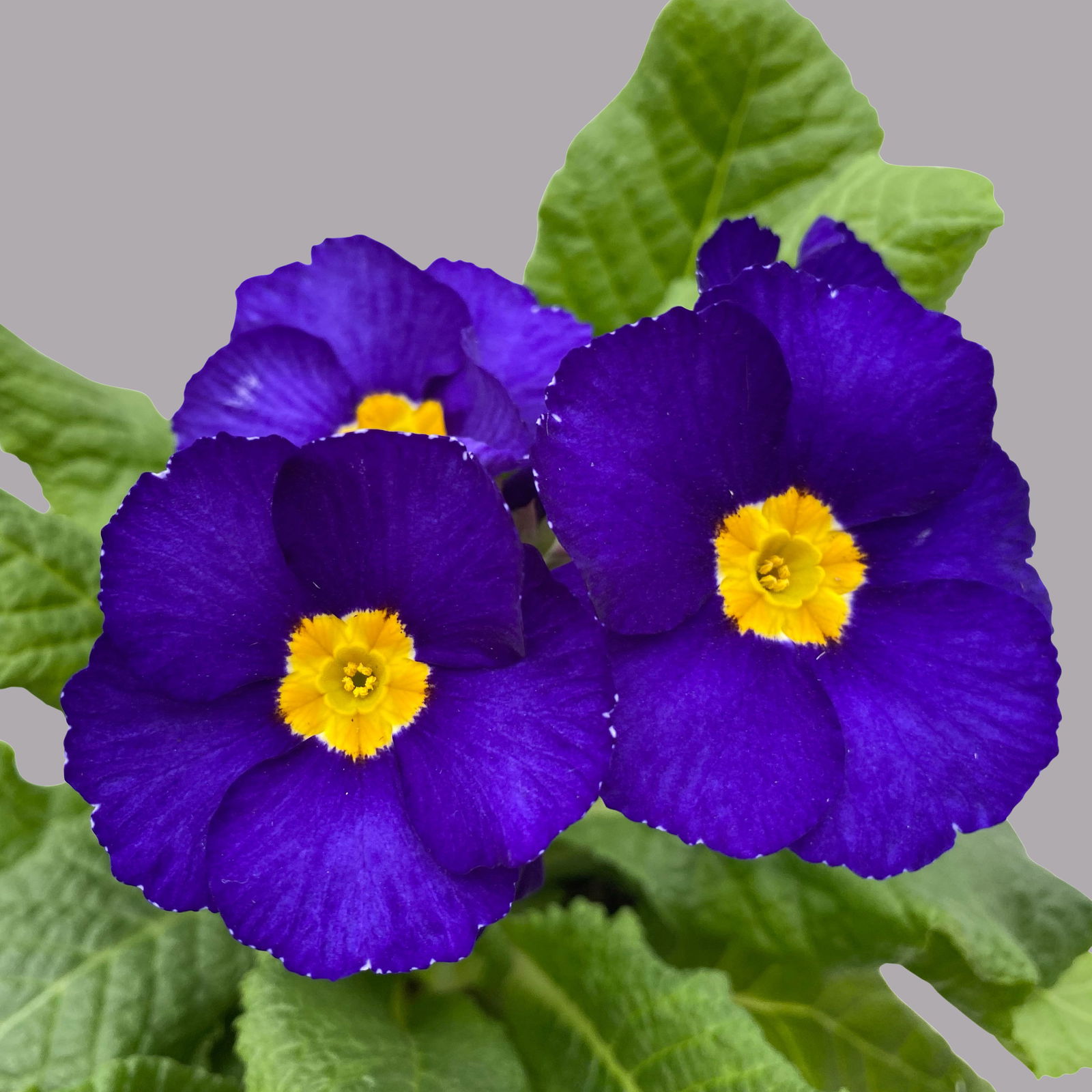 Hohe Schlüsselblume 'Inara® Blue' blau-violett, Topf-Ø 13 cm, 6er-Set