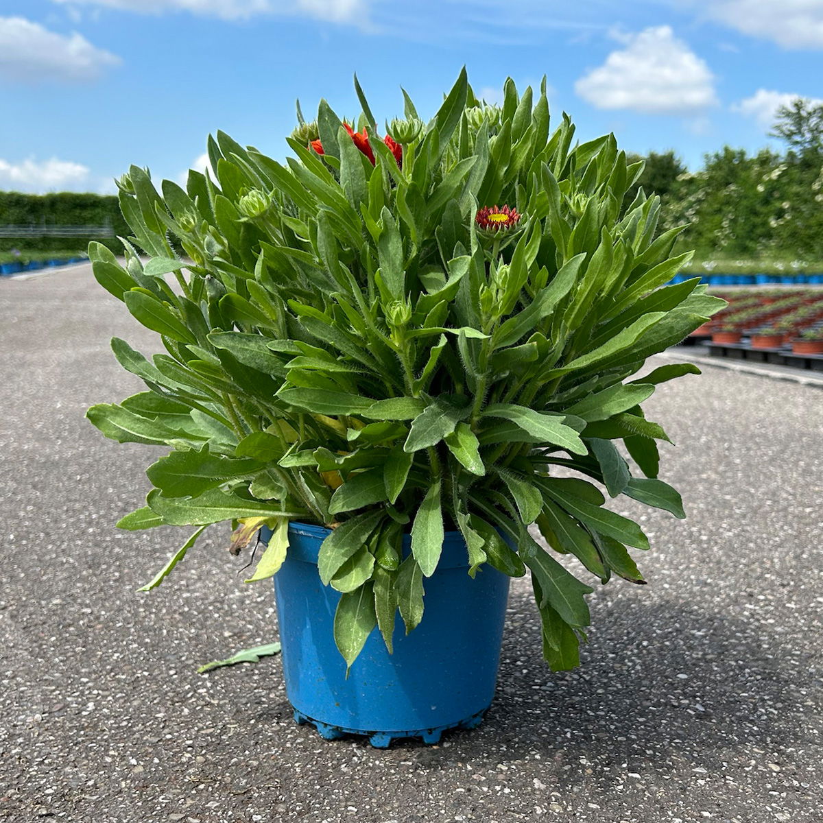 Kokardenblume rot, Topf-Ø ca. 19 cm