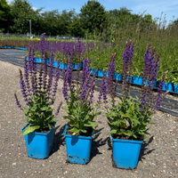 Bio Salvia nemorosa 'Ostfriesland' blau, Topf 11x11 cm, 3 Pflanzen Bio Salvia nemorosa 'Ostfriesland' blau, Topf 11x11 cm, 3 Pflanzen