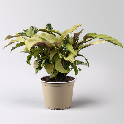 Calathea 'Fusion Yellow', Topf-Ø 14 cm, Höhe ca. 30 cm Calathea 'Fusion Yellow', Topf-Ø 14 cm, Höhe ca. 30 cm