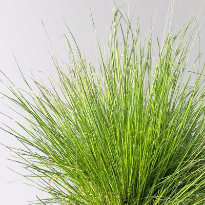 Bio Schaf-Schwingel 'Bernie Green', Topf-Ø 12 cm, 3 Pflanzen Bio Schaf-Schwingel 'Bernie Green', Topf-Ø 12 cm, 3 Pflanzen