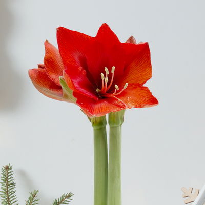 Amaryllis in Wachs, Dekor 'Mix red', Farbe zufällig, Blüte rot, 2 Pflanzen Amaryllis in Wachs, Dekor 'Mix red', Farbe zufällig, Blüte rot, 2 Pflanzen