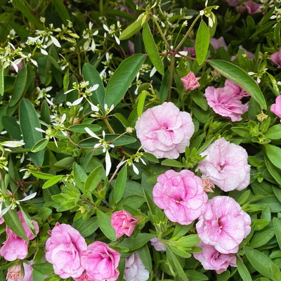 Zauberglöckchen-Schneewolke rosa/weiß, Topf-Ø 13 cm, 6 Pflanzen