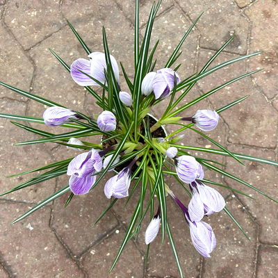 Krokus, blau-weiß gestreift, vorgetrieben, Topf-Ø 10,5 cm, 6 Pflanzen