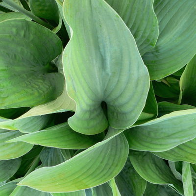 Bio Funkien 'Blue Angel', hellviolett, Topf 11x11 cm, 3 Pflanzen Bio Funkien 'Blue Angel', hellviolett, Topf 11x11 cm, 3 Pflanzen