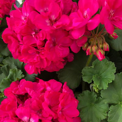 Geranie magenta, stehend, Topf-Ø 13 cm, 6 Stück Geranie magenta, stehend, Topf-Ø 13 cm, 6 Stück