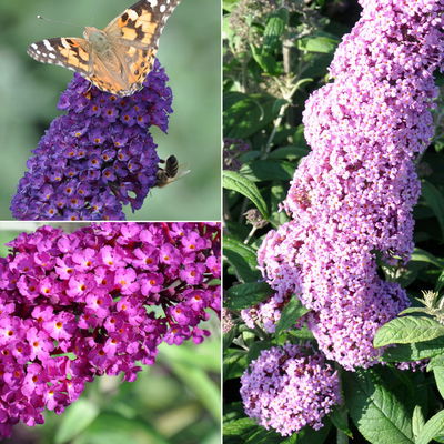 Gehölz-Set Sommerflieder, Schmetterlingsmagnet, 3er-Set, Topf je 4,6 Liter