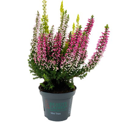 Knospenheide 'Trio' mehrfarbig, Farben zufällig, Topf-Ø 6 cm, 12 Pflanzen Knospenheide 'Trio' mehrfarbig, Farben zufällig, Topf-Ø 6 cm, 12 Pflanzen