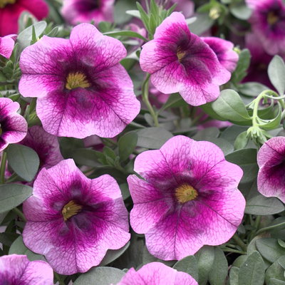 Zauberglöckchen 'Frozen Berry', rosa-pink, Topf-Ø 13 cm, 6 Pflanzen