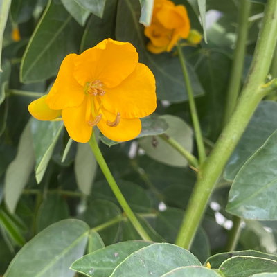 Gewürzrinde, gelb, Stamm, Topf-Ø 33, Höhe ca. 150 cm