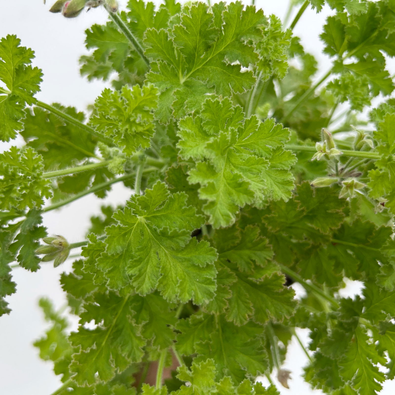 Duftgeranie 'Freshfruity® Choco Fresh', Topf-Ø 12 cm, 6 Pflanzen