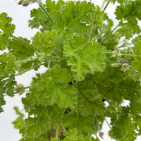 Duftgeranie 'Freshfruity® Choco Fresh', Topf-Ø 12 cm, 6 Pflanzen