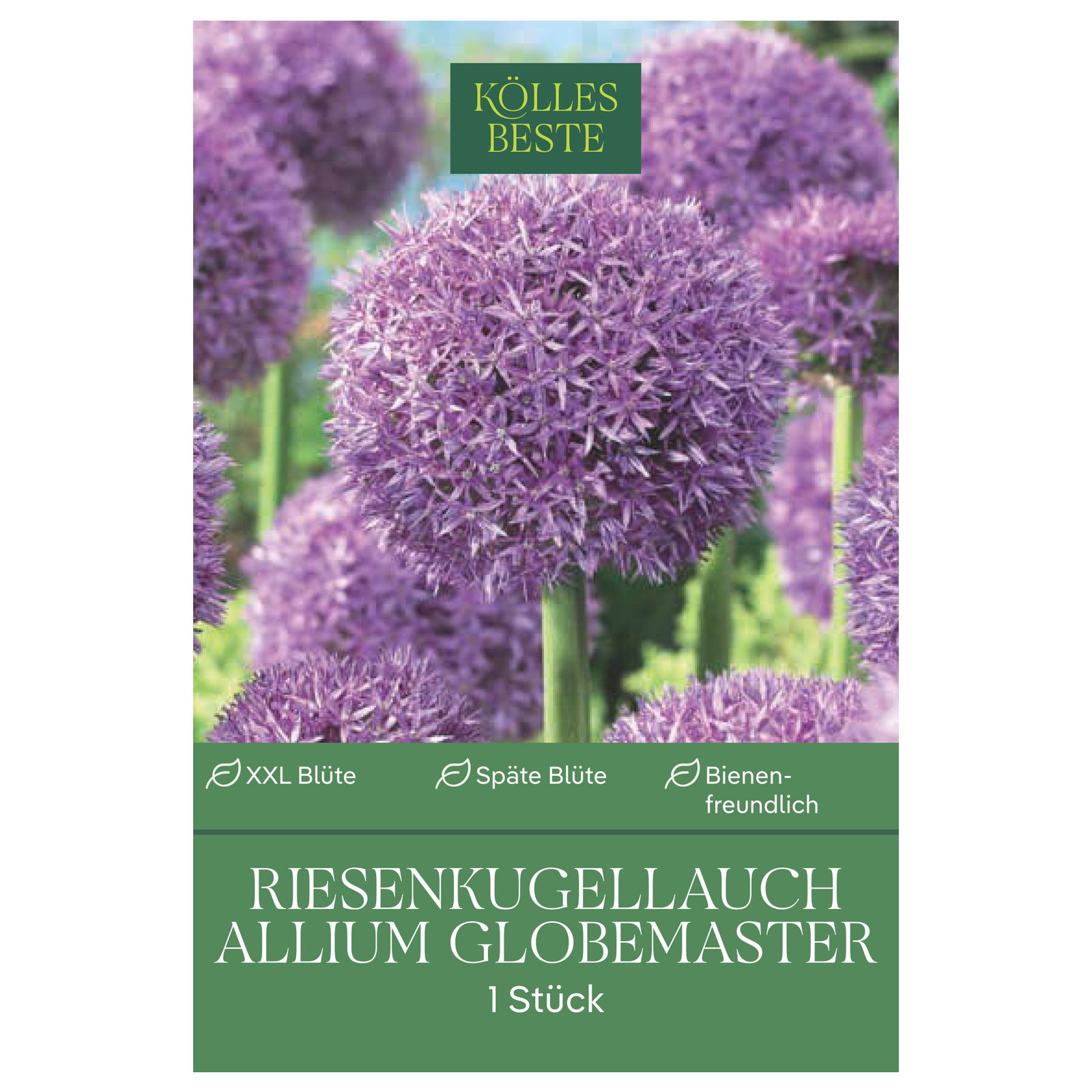Allium Globemaster (Riesenkugellauch) purpur, 1 Blumenzwiebel Allium Globemaster (Riesenkugellauch) purpur, 1 Blumenzwiebel
