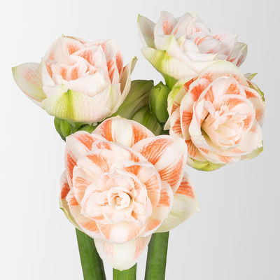 3 cremeweiß-rosa gefüllte Amaryllis 'Nymph' 3 cremeweiß-rosa gefüllte Amaryllis 'Nymph'
