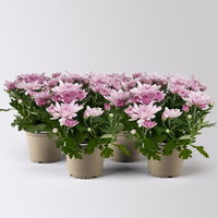 Chrysanthemen 'Chrysanne®Grandezza Pink', rosa, Topf-Ø 13 cm, 4 Pflanzen