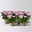 Chrysanthemen 'Chrysanne®Grandezza Pink', rosa, Topf-Ø 13 cm, 4 Pflanzen Chrysanthemen 'Chrysanne®Grandezza Pink', rosa, Topf-Ø 13 cm, 4 Pflanzen
