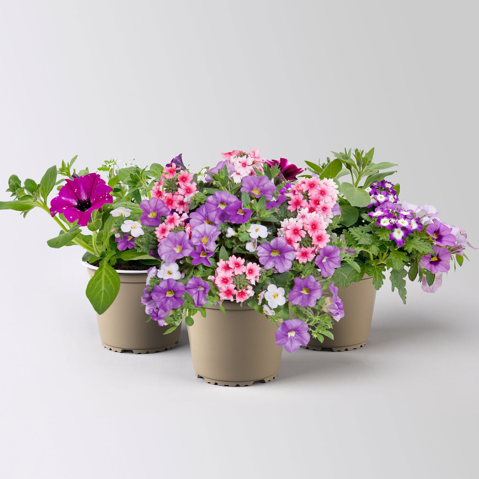 Sommerblumen-Mix, nach Verfügbarkeit, Topf-Ø 13 cm, 3 Pflanzen
