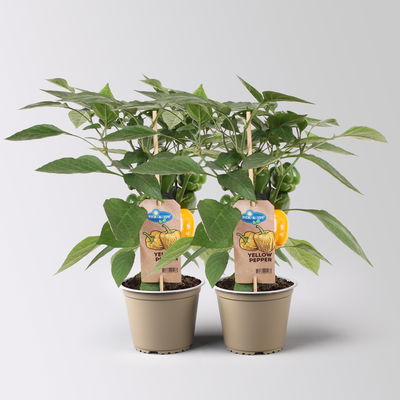 Blockpaprika 'Pick-&-Joy® Yellow Pepper', Topf-Ø 14 cm, 2 Pflanzen