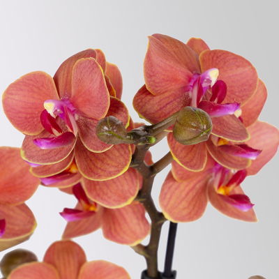 Schmetterlingsorchidee, inkl. Keramiktopf, orange, Topf-Ø 12 cm, Höhe ca. 50 cm Schmetterlingsorchidee, inkl. Keramiktopf, orange, Topf-Ø 12 cm, Höhe ca. 50 cm