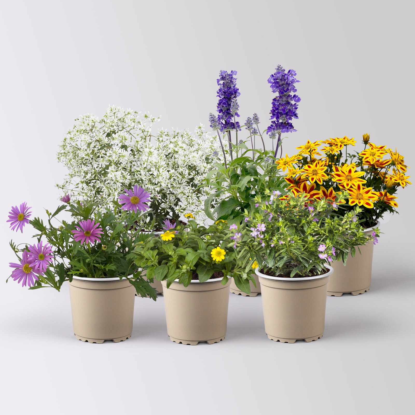 Pflanzenkreation 'Insektenbuffet', lila-gelb-weiß, 6 Pflanzen