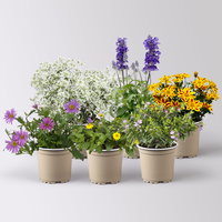 Pflanzenkreation 'Insektenbuffet', lila-gelb-weiß, 6 Pflanzen