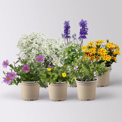 Pflanzenkreation 'Insektenbuffet', lila-gelb-weiß, 6 Pflanzen