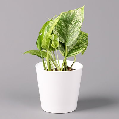 Efeutute 'Marble Queen' inkl. Topf Dallas weiß, Topf-Ø 12 cm, 2 Pflanzen