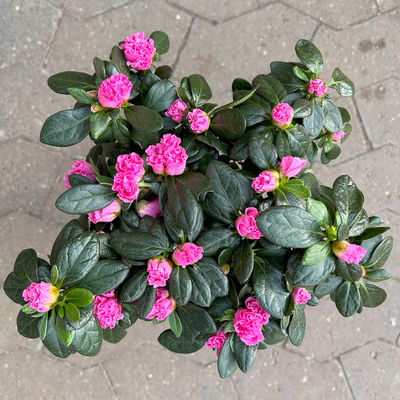 Azalee, Stamm, Farbe zufällig, Topf-Ø 13cm, Höhe ca. 45 cm, 2 Pflanzen Azalee, Stamm, Farbe zufällig, Topf-Ø 13cm, Höhe ca. 45 cm, 2 Pflanzen