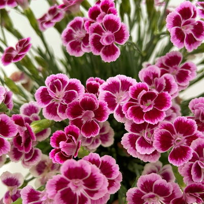 Prinzess-Nelke 'Pink Kisses®' pink-rosa, Topf-Ø 14 cm, 4 Pflanzen