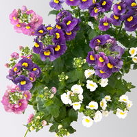 Nemesie 'Trio', blau-weiß-lila, Topf-Ø 12/13 cm, 3 Pflanzen Nemesie 'Trio', blau-weiß-lila, Topf-Ø 12/13 cm, 3 Pflanzen