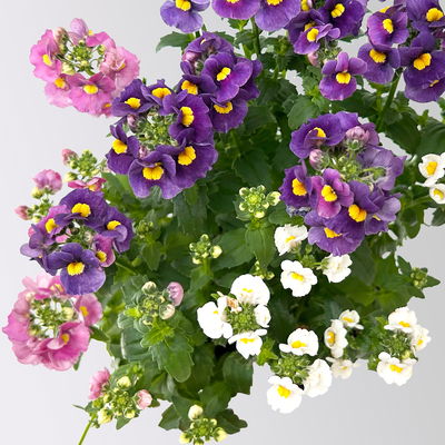 Nemesie 'Trio', blau-weiß-lila, Topf-Ø 12/13 cm, 3 Pflanzen Nemesie 'Trio', blau-weiß-lila, Topf-Ø 12/13 cm, 3 Pflanzen