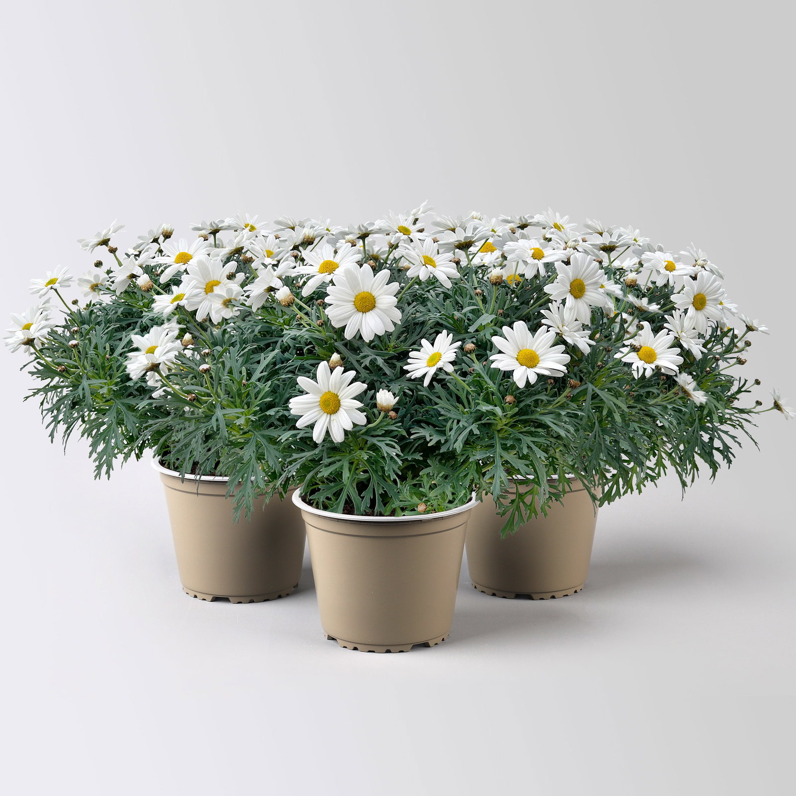 Margerite 'Stella', weiß, Topf-Ø 19 cm, 3 Pflanzen