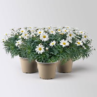 Margerite 'Stella', weiß, Topf-Ø 19 cm, 3 Pflanzen