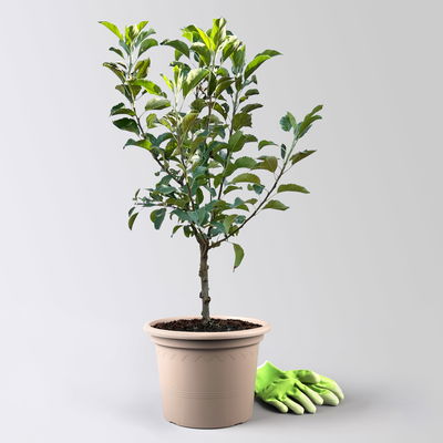 Kölle Bio Zwergapfel 'Sundue'®, Topf 7,5 Liter Kölle Bio Zwergapfel 'Sundue'®, Topf 7,5 Liter