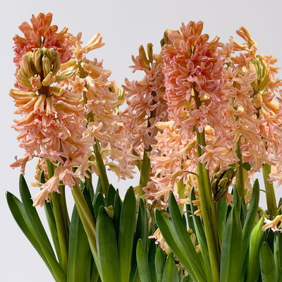 Hyazinthe gelb & orange, vorgetrieben, Topf-Ø 12 cm, 6 Pflanzen