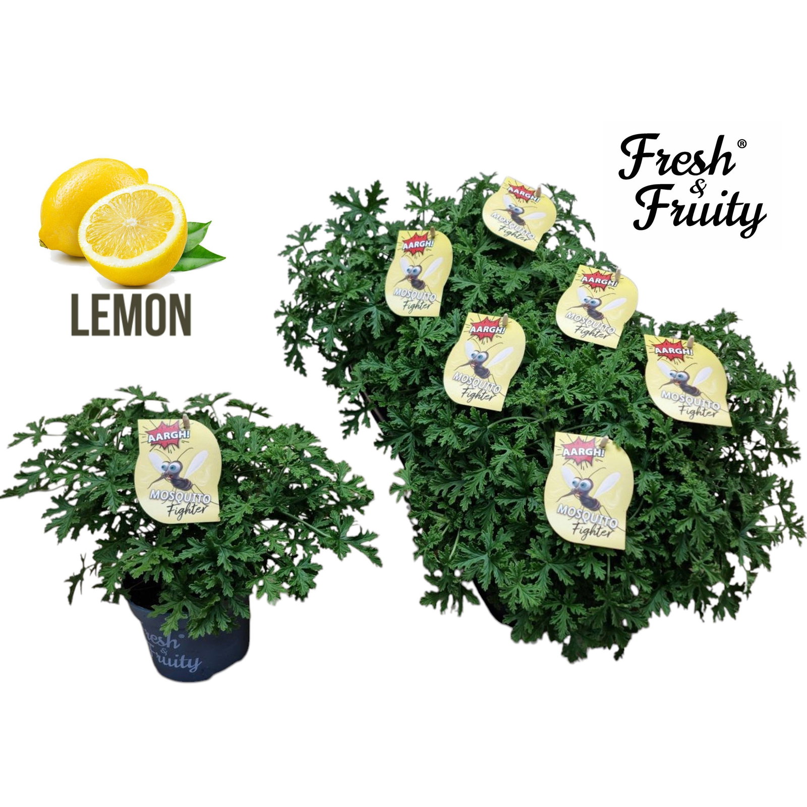 Duftgeranie 'Freshfruity® Mosquito Fighter', Topf-Ø 12 cm, 6 Pflanzen