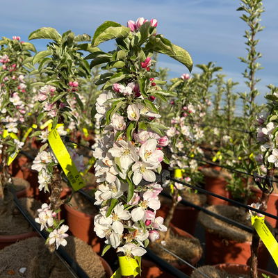 Kölle Bio Säulenapfel 'Goldcats'Ⓢ, Unterlage MM 111, Topf 10 Liter