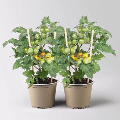 Tomatenpflanzen 'Pick-&-Joy® Cherry Tomato Yellow', Topf-Ø 14 cm, 2 Pflanzen