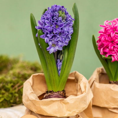 Hyazinthe, blau, vorgetrieben, Topf-Ø 9 cm, 9 Pflanzen