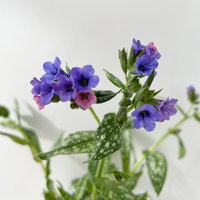 Bio Lungenkraut 'Trevi Fountain®', blauviolett, Topf-Ø 12 cm, 3 Pflanzen Bio Lungenkraut 'Trevi Fountain®', blauviolett, Topf-Ø 12 cm, 3 Pflanzen