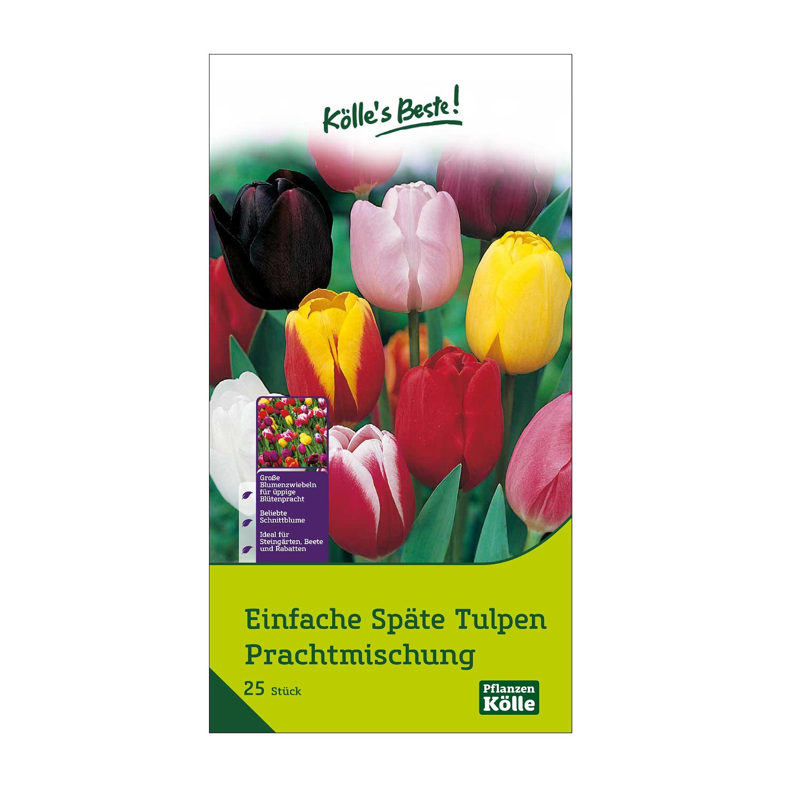 Einfache späte Tulpen Prachtmischung, 25 Blumenzwiebeln